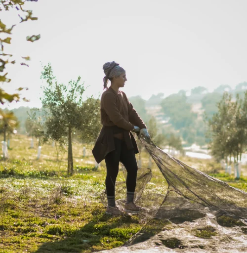 olive harvest