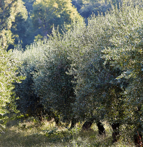 Andalusia increases its budget