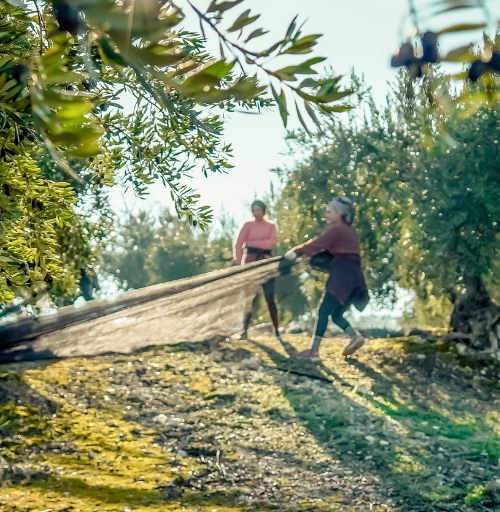We will explore several aspects that make harvesting an essential process in the production of quality extra virgin olive oil.