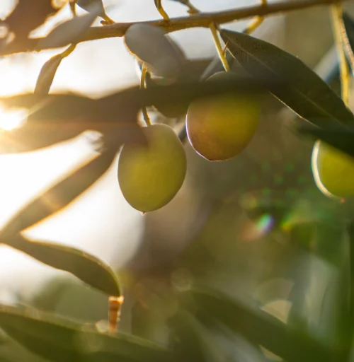 Oleuropein is a polyphenol present in the leaves and fruits of the olive tree that has multiple benefits on health.