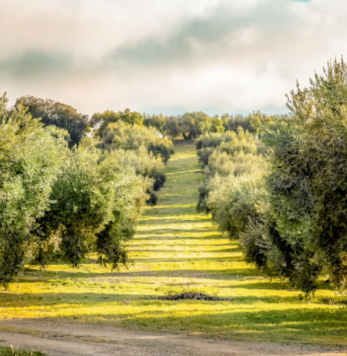 Exploramos cómo el clima y el terreno determinan las características sensoriales que hacen del aceite de oliva un alimento único y diverso.