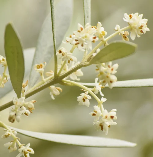 En este artículo abordamos el papel fundamental que juega la flor del olivo en la producción de AOVE.