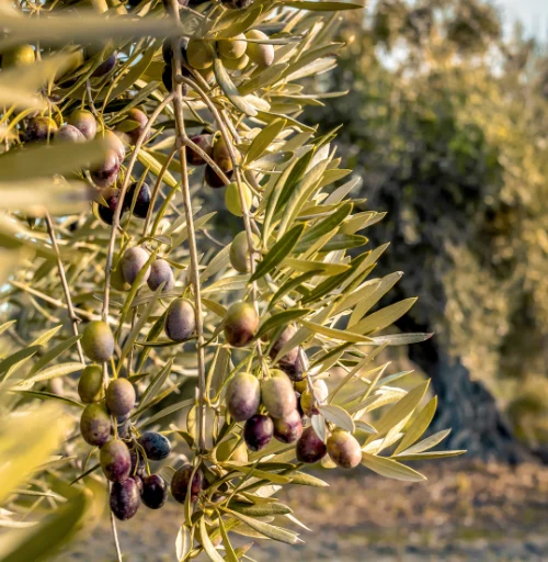 Descubre qué es la lipogénesis y cómo convierte una simple aceituna en oro líquido, uno de los alimentos más valorados del mundo.