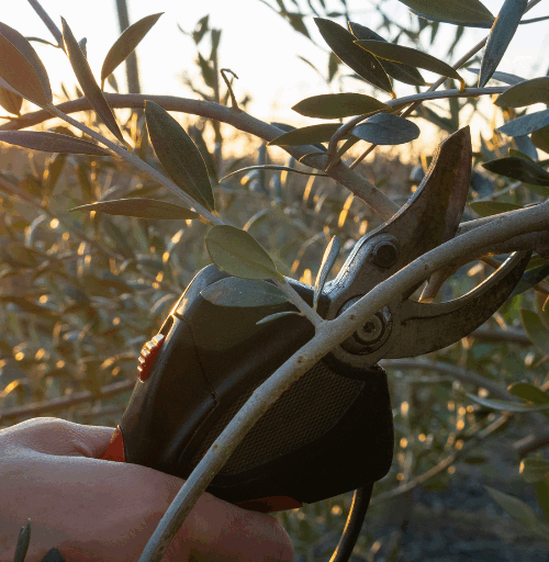 Un olivo bien cuidado produce frutos más sanos, garantiza una cosecha abundante y permite obtener un aceite de mayor sabor y aroma.